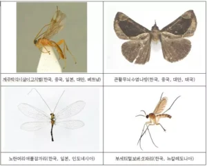 국내 아열대성 곤충 출현 증가… 신종·미기록종 비율 상승