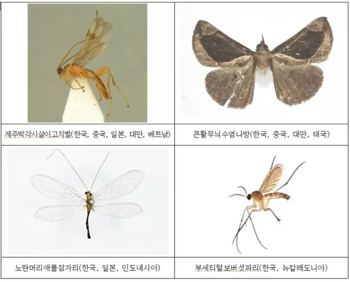 아열대성 곤충, 신종 곤충, 미기록종 곤충, 국립생물자원관, 기후변화 곤충, 곤충 북상, 제주도 곤충, 한반도 생태 변화, 곤충 서식지 변화, 기후변화 생태계 영향