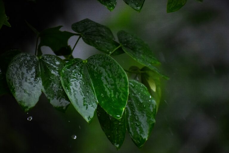 10일 날씨, 수도권 비 예보, 주말 강수량, 강풍특보, 기상청 예보, 수도권 기온, 미세먼지 수준, 주말 기온 변화, 바다 물결, 제주 강수량