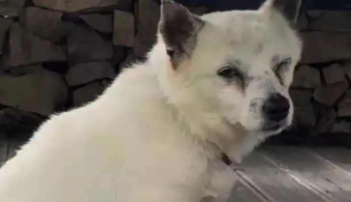 강아지
