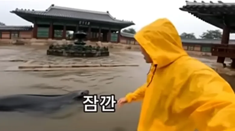 물에 잠긴 경복궁을 배경으로 물개가 헤엄치는 모습을 담은 AI 가짜 영상.