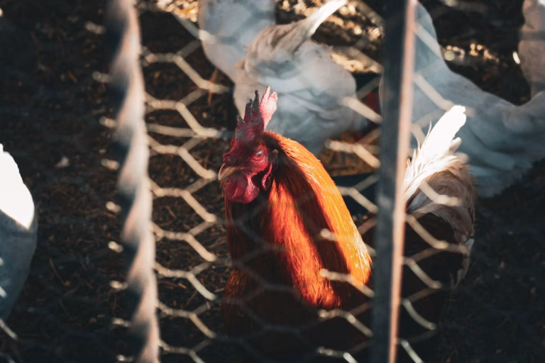 아르헨티나에서 고병원성 조류인플루엔자가 발생했다.