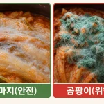 김치 골마지와 곰팡이 색깔 비교