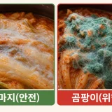 김치 골마지와 곰팡이 색깔 비교