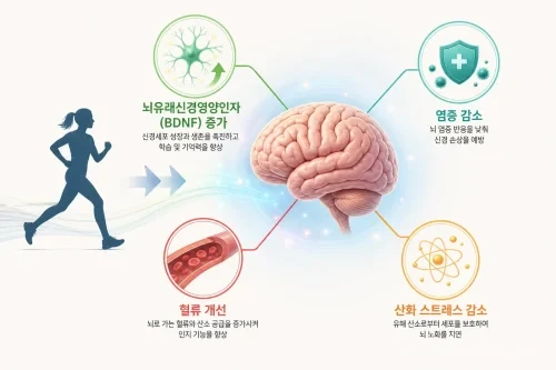 운동이 뇌 건강에 미치는 긍정적 효과를 설명하는 인포그래픽