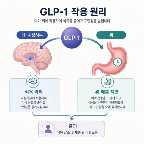 GLP-1 호르몬이 뇌와 위에 작용해 식욕을 억제하고 포만감을 높이는 원리 도식
