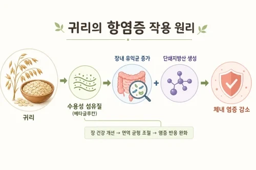 귀리 속 섬유질이 장 건강을 개선하고 염증을 줄이는 과정