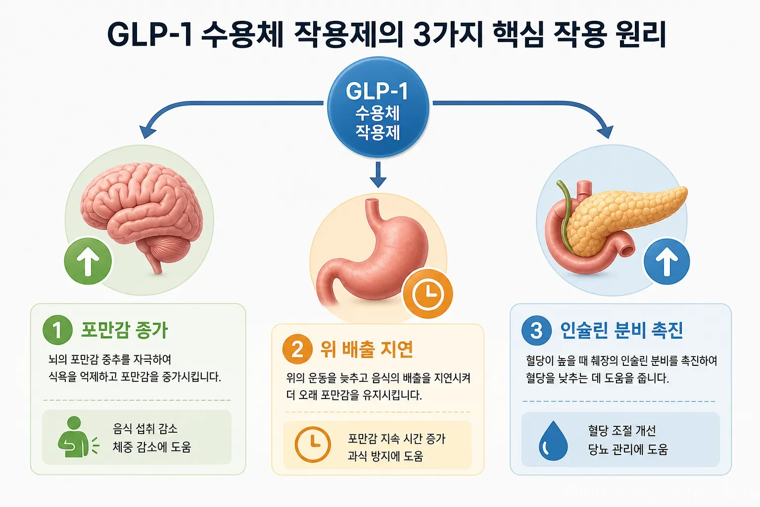 GLP-1 수용체 작용제의 식욕 억제 및 체중 감량 원리 인포그래픽
