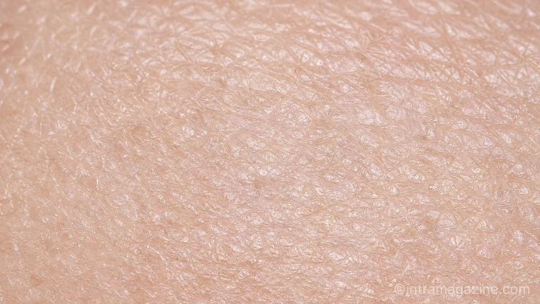 영양소 흡수를 막는 피부 장벽의 구조