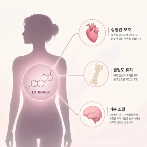 에스트로겐이 심장, 뼈, 뇌 건강에 미치는 영향을 보여주는 인포그래픽